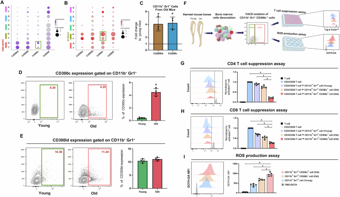 Fig. 3: CD11b+Gr1+CD300c+ cells demonstrated a robust ability of T cell suppression and enhanced production of ROS.