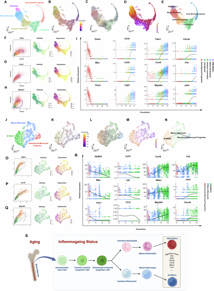 Fig. 6: The developmental trajectory of MDSCs in the bone marrow of elderly humans is consistent with that of aged mice.