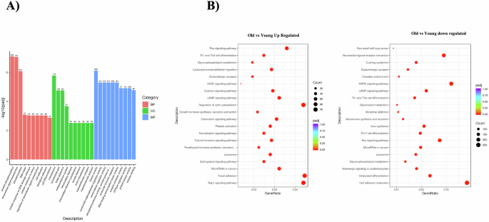 Fig. 3: Old vs. young GO and KEGG enrichment analysis of different expressed miRNA targets.