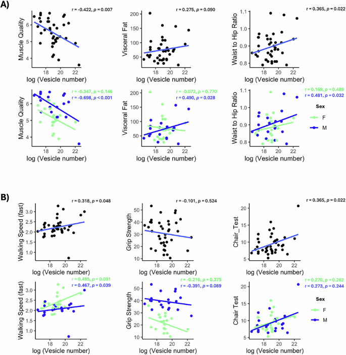 Fig. 5: Associations between EV concentration and clinical/functional aging markers, stratified by sex.