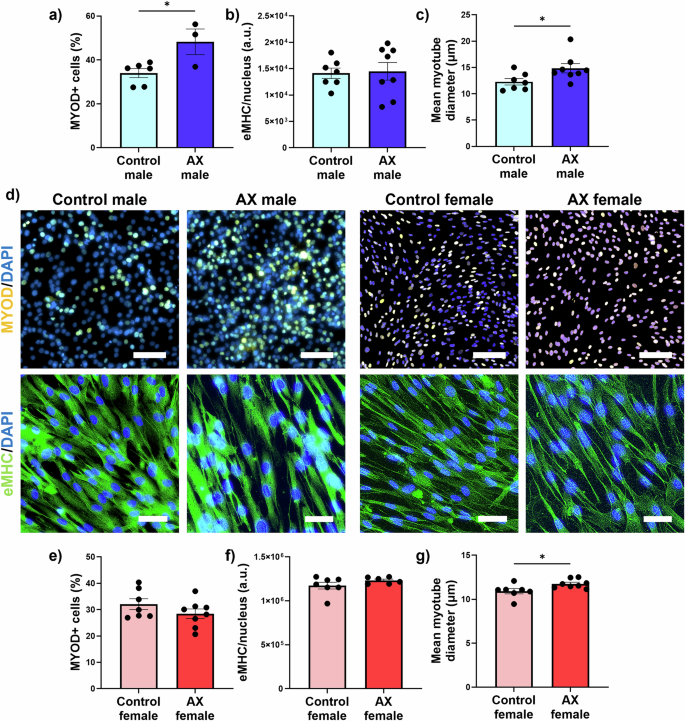 Fig. 1: Astaxanthin enhances myogenicity to a greater extent in aged male hMPCs compared to aged female hMPCs.