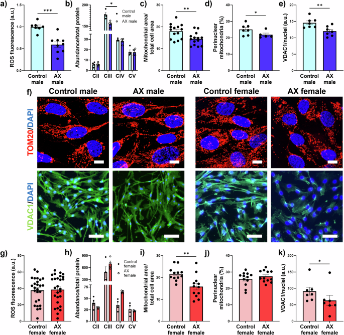 Fig. 2: Mitochondria in hMPCs exhibit sexually dimorphic responses to astaxanthin treatment.