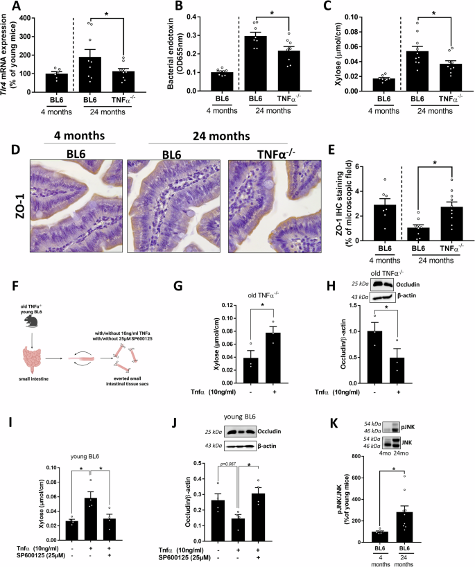 Fig. 3: Markers of intestinal barrier function in 24 months old C57BL/6J and TNFα-/- mice.