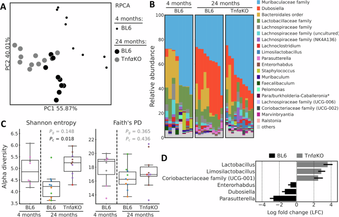 Fig. 4: Microbiota diversity, abundance and composition in small intestine of 24 months old C57BL/6 J and TNFα-/- mice.