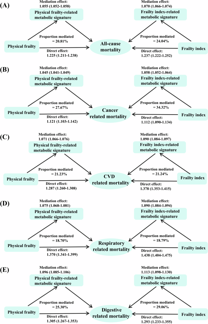Fig. 7: Mediation analysis of the association between clinical frailty and mortality using frailty-related metabolic signatures.