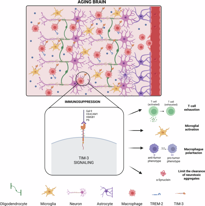 Fig. 1: Core axis of the inflammaging phenomenon and the TIM-3 immunosuppressive pathway.