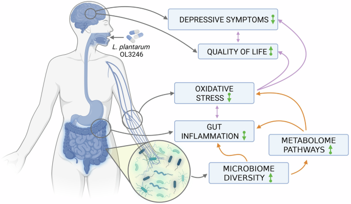 Fig. 7: Schematic summary of the observed results.