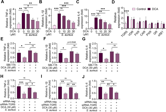 Fig. 3: DCA alleviates S. aureus-induced inflammation in MMECs by activating TGR5.