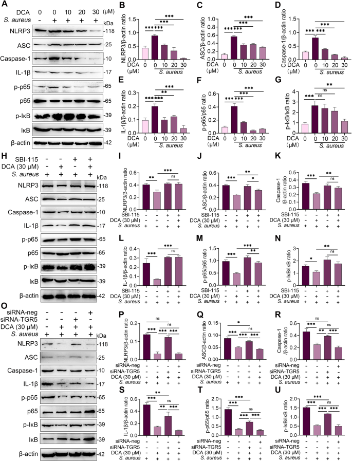Fig. 4: DCA inhibits S. aureus-induced NF-κB and NLRP3 activation by activating TGR5 in MMECs.