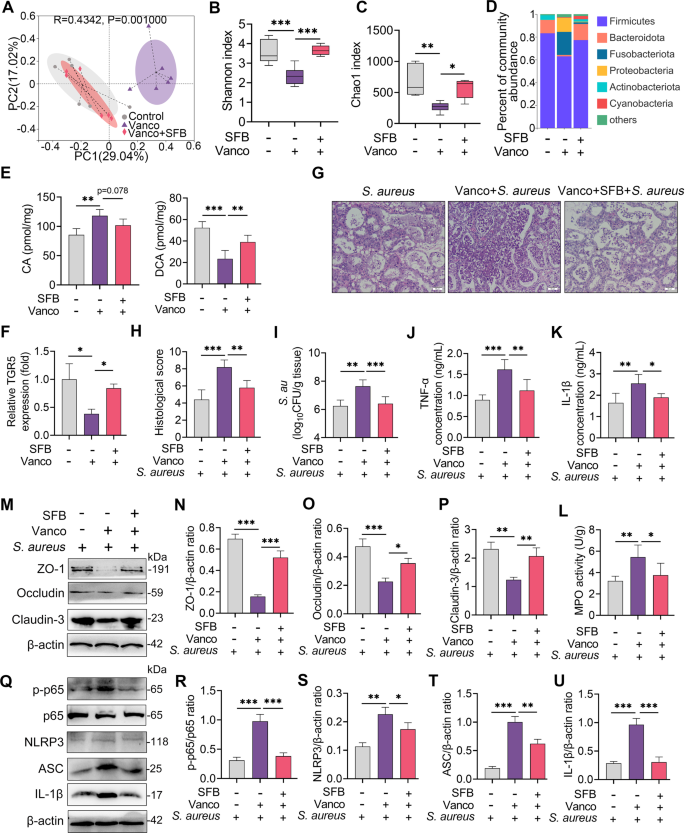 Fig. 6: Gut dysbiosis impairs TGR5 activation and aggravates S. aureus-induced mastitis in mice.