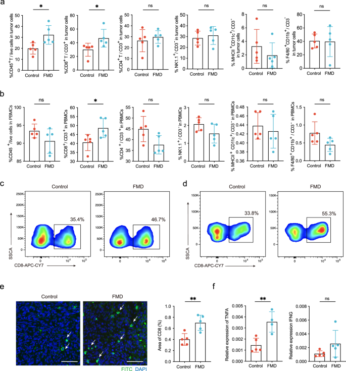 Fig. 2: FMD increased CD8+ T cells in tumor cells and PBMCs.