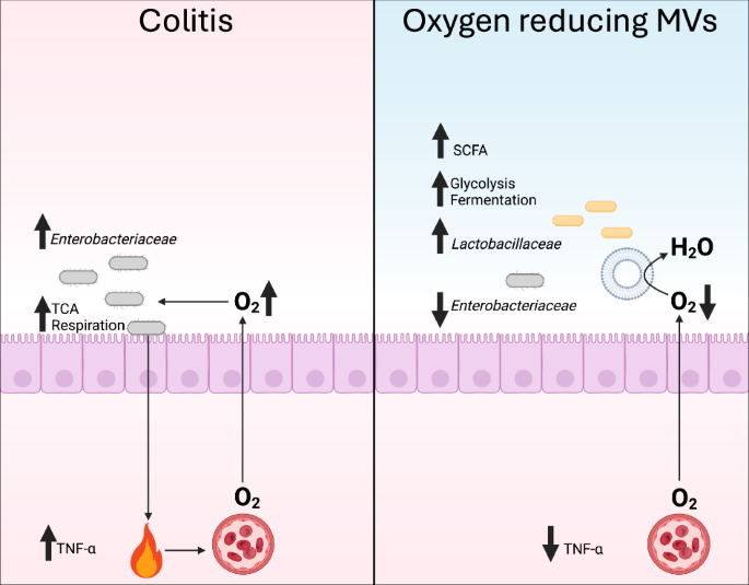 Bacterial membrane vesicles restore gut anaerobiosis | npj Biofilms and ...
