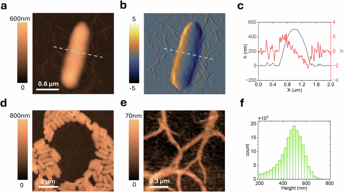 Fig. 1: High-resolution AFM imaging of Pantoea sp. YR343.