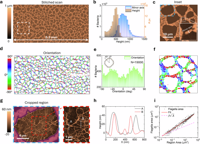 Fig. 5: Automated analysis of microbial community structure using large-area AFM data.