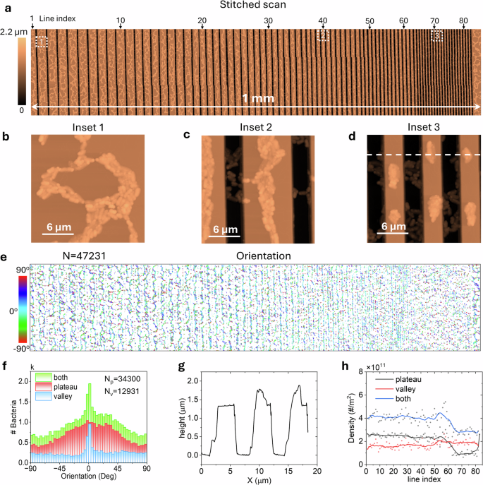 Fig. 6: Automated analysis of surface-attachment patterns on structured interfaces using large-area AFM data.