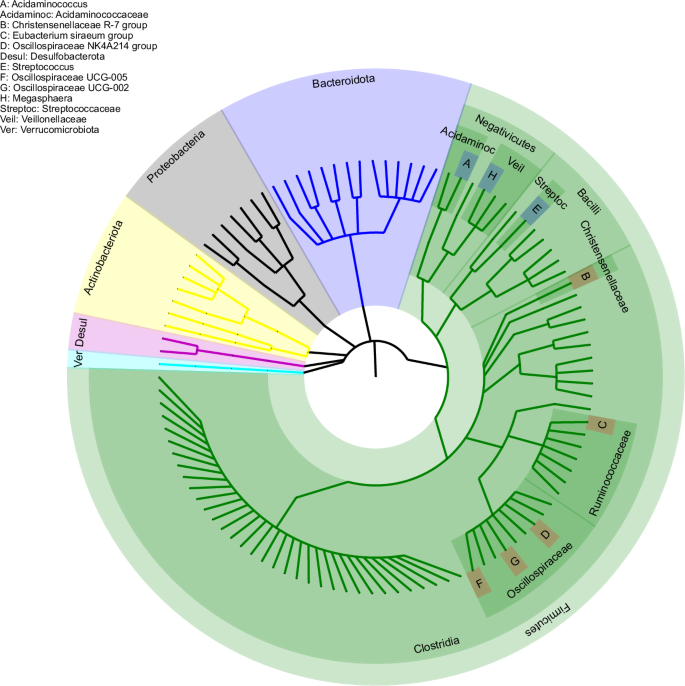 Fig. 3: The taxonomic tree showing the 8 genera associated with depression.