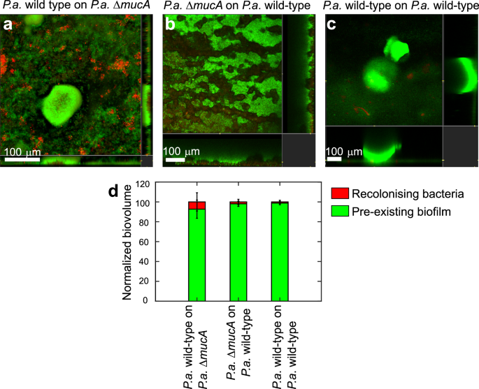 Fig. 1: Bacteria poorly recolonise pre-formed biofilms.