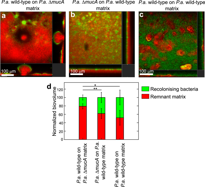 Fig. 2: P. aeruginosa ΔmucA remnant matrix effectively prevented recolonisation.