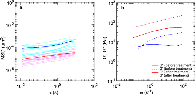 Fig. 4: Changes in viscoelastic properties of P. aeruginosa ΔmucA biofilms.