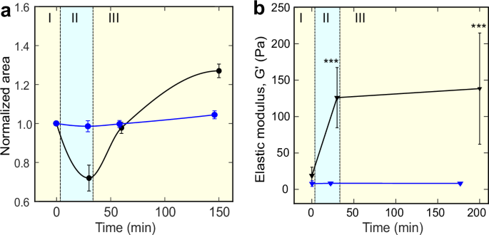 Fig. 5: Swelling of the P. aeruginosa ΔmucA matrix correlates with the stiffening of the matrix.