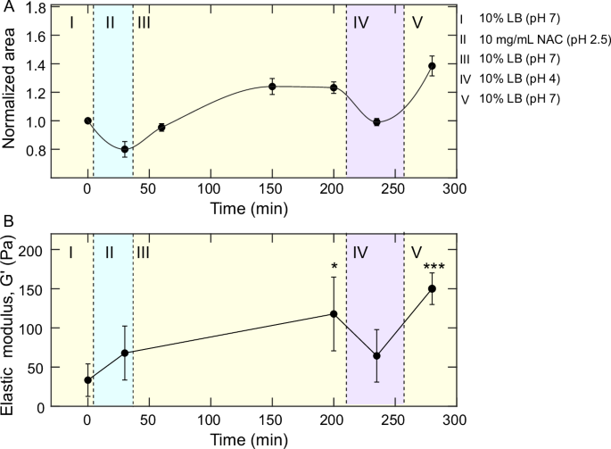 Fig. 8: The elastic modulus switches in response to the shrinking and swelling of the matrix after the bacteria in P. aeruginosa ΔmucA biofilm were killed.