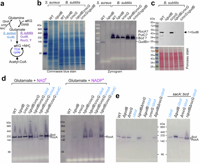 Fig. 1: Bcd exhibits NAD+-dependent GDH activity in wild-type (WT) B. subtilis, while RocA shows NAD(P)+-dependent GDH activity only in the absence of GudB and RocG.