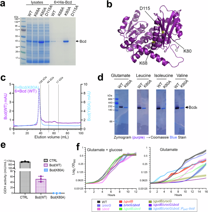 Fig. 2: In vitro characterization of Bcd.