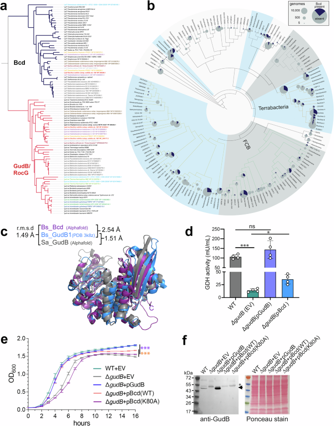 Fig. 3: B. subtilis Bcd functionally substitutes for the loss of GudB in S. aureus, which lacks a Bcd homolog.