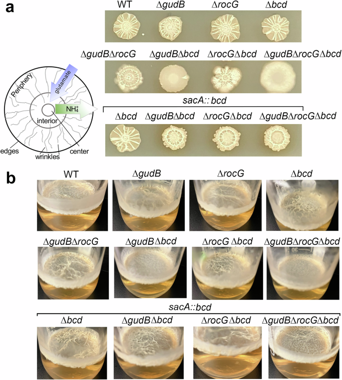 Fig. 4: Glutamate homeostasis is essential for biofilm development in B. subtilis.