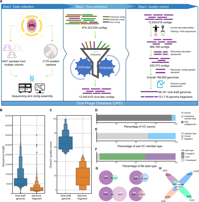 Fig. 1: Framework for constructing the Oral Phage Database (OPD) and genome feature statistics.