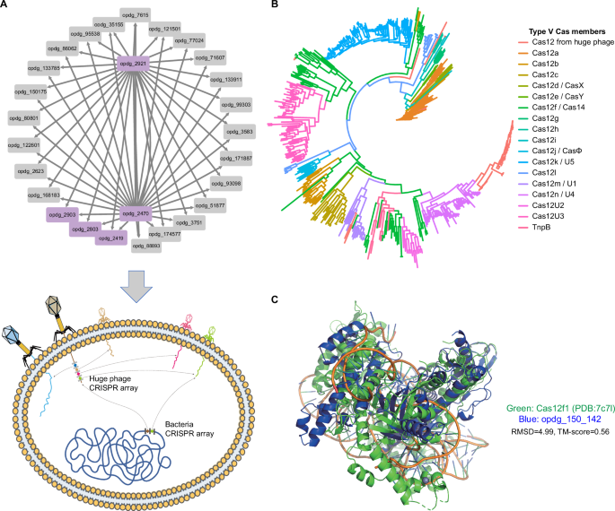 Fig. 6: Characteristics of huge phages.