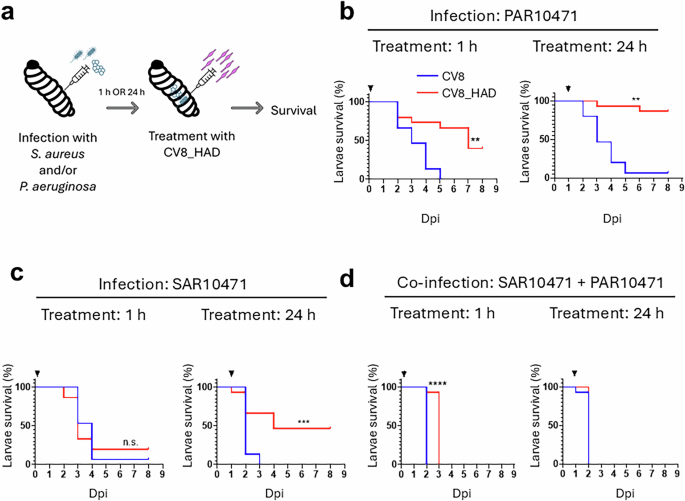 Engineered Mycoplasma pneumoniae targeting dual-species bacterial ...