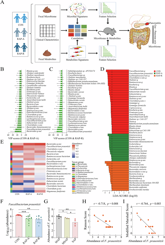 Fig. 1: Faecalibacterium prausnitzii is low-abundant in recurrent acute pancreatitis patients.