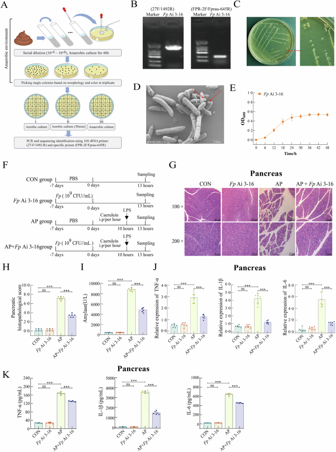 Fig. 2: The isolated Faecalibacterium prausnitzii Ai 3-16 and its alleviating effect on the pancreas during acute pancreatitis induced by caerulein plus lipopolysaccharide.