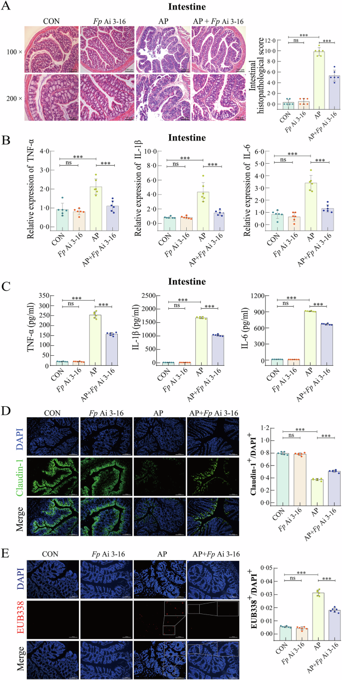 Fig. 3: The protective effect of isolated Faecalibacterium prausnitzii Ai 3-16 on disrupted intestinal barrier during acute pancreatitis induced by caerulein plus lipopolysaccharide.