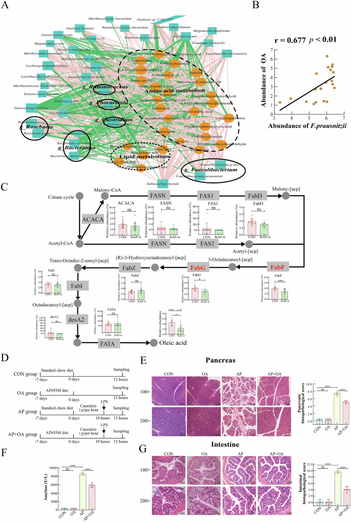 Fig. 5: Oleic acid synthesized by Faecalibacterium prausnitzii exhibits a protective effect against acute pancreatitis.