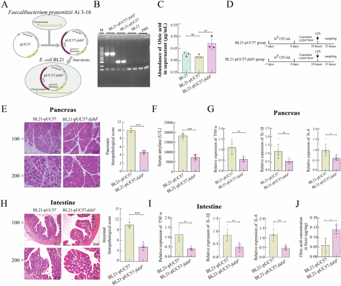 Fig. 6: fabF derived from Faecalibacterium prausnitzii Ai 3-16 increased oleic acid concentration to alleviate caerulein plus lipopolysaccharide-induced acute pancreatitis.