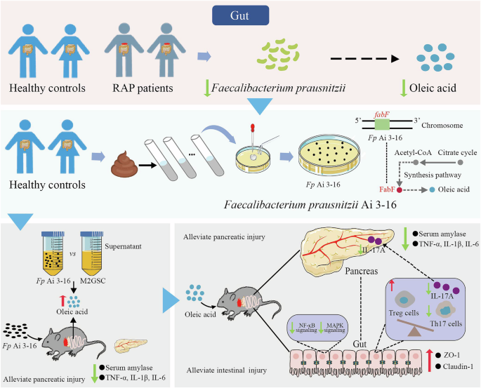 Fig. 9: Summary figure.