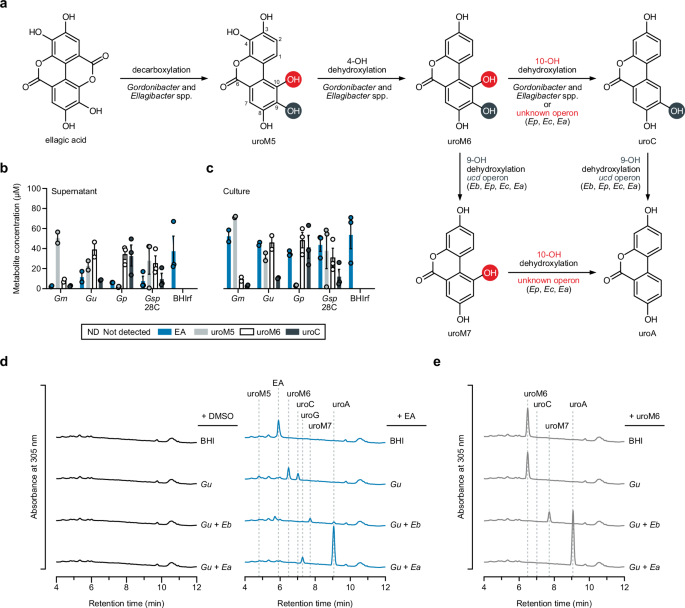Fig. 1: Urolithin intermediates are released by Gordonibacter spp. during ellagic acid metabolism.