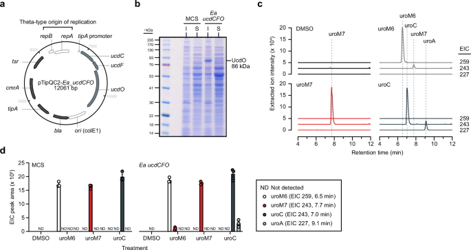 Fig. 2: UroM6 is metabolized by distinct dehydroxylases in Enterocloster spp.