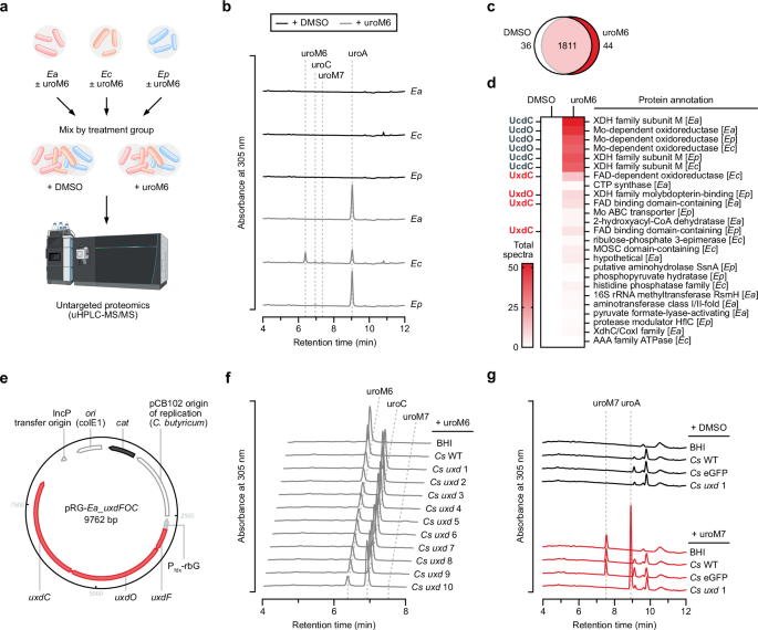 Fig. 3: UroM6 induces the expression of two regioselective dehydroxylases.