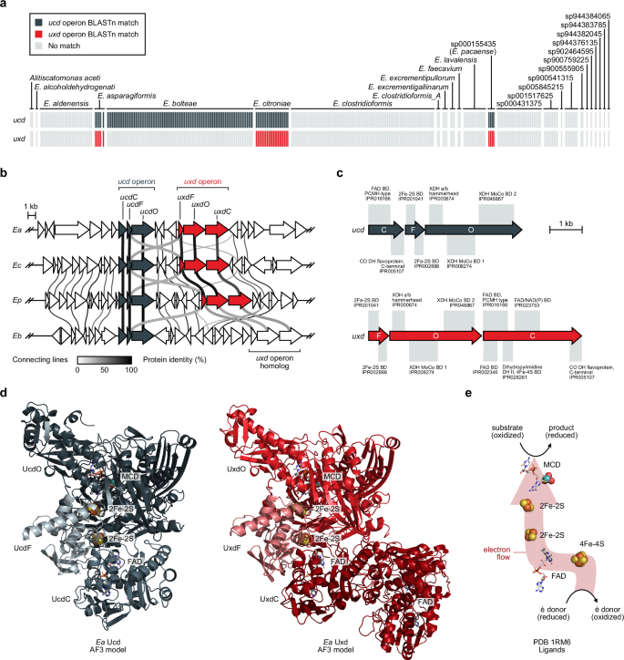 Fig. 4: The ucd and uxd operons are in close proximity in Enterocloster spp. genomes.