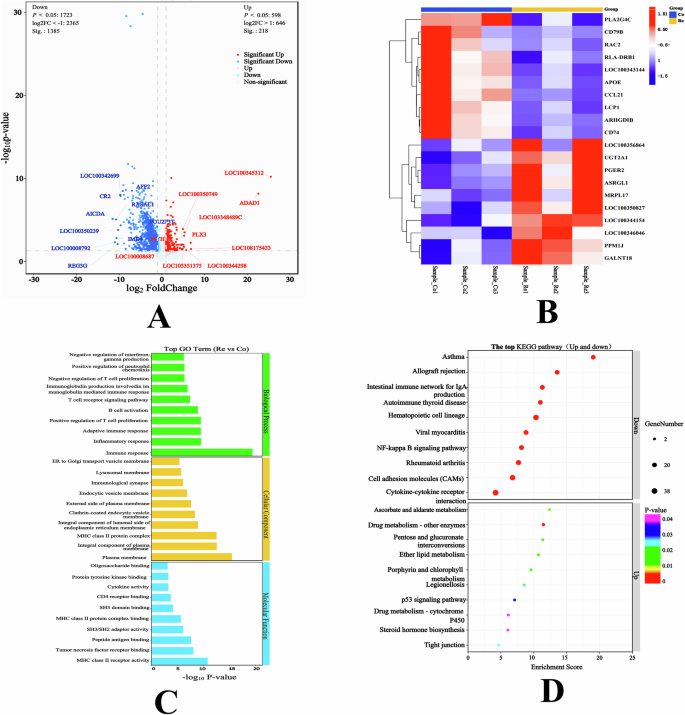 Fig. 2: Screening and functional enrichment analysis of differential genes between the two groups.