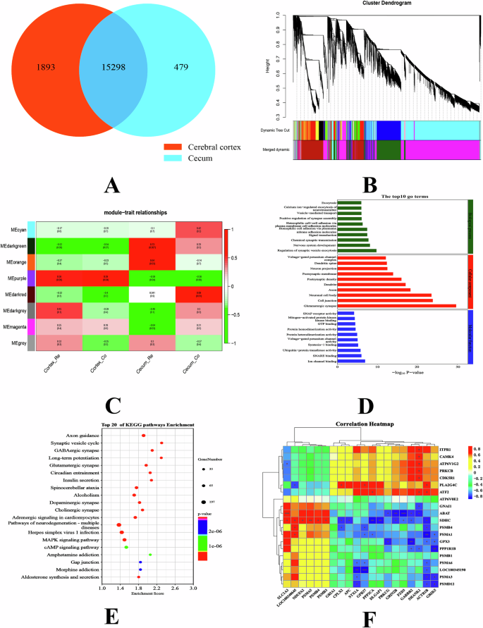 Fig. 3: Functional analysis of differential gene co-expression in tissues of cecum and cerebral cortex.