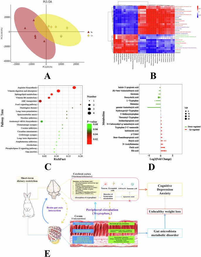 Fig. 5: Exploring the role of cecal microbial metabolites in modulating brain energy metabolism via the gut-brain axis during dietary restriction.