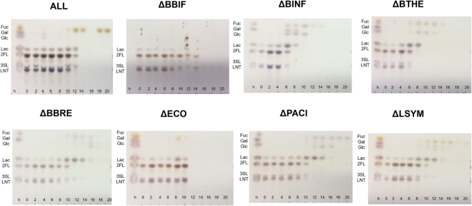 Fig. 4: Consumption of HMOs and derived carbohydrates for each species dropout experiment.