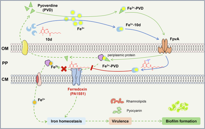 Fig. 10: A predictive model for the action of ferredoxin PA1551 in P. aeruginosa.