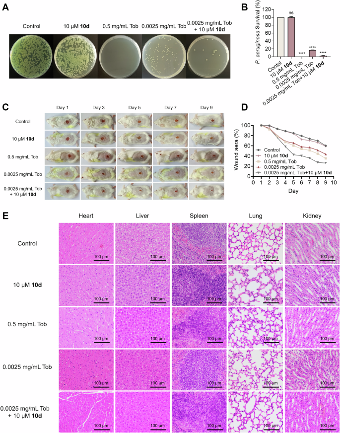 Fig. 2: In vivo antibacterial efficacy of 10d in combination with Tob against PAO1.