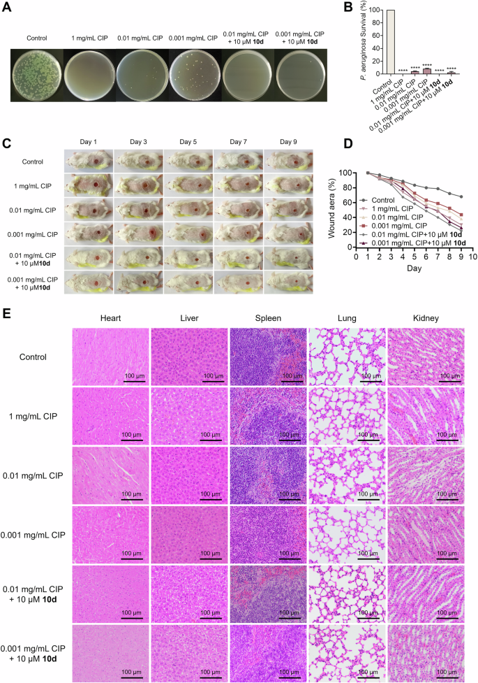 Fig. 3: In vivo antibacterial efficacy of 10d in combination with CIP against PAO1.