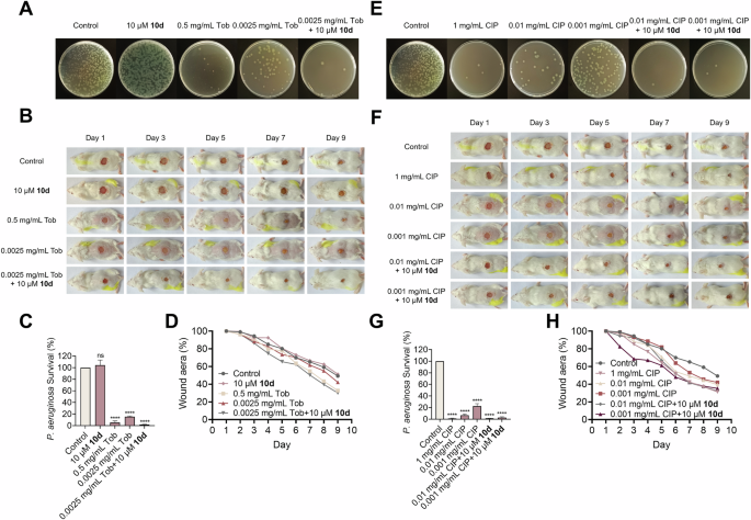 Fig. 4: In vivo antibacterial efficacy of 10d in combination with CIP or Tob against PA1121.